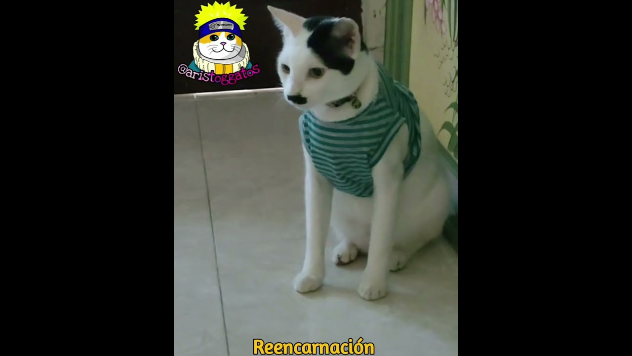 Top animales más épicos de la historia