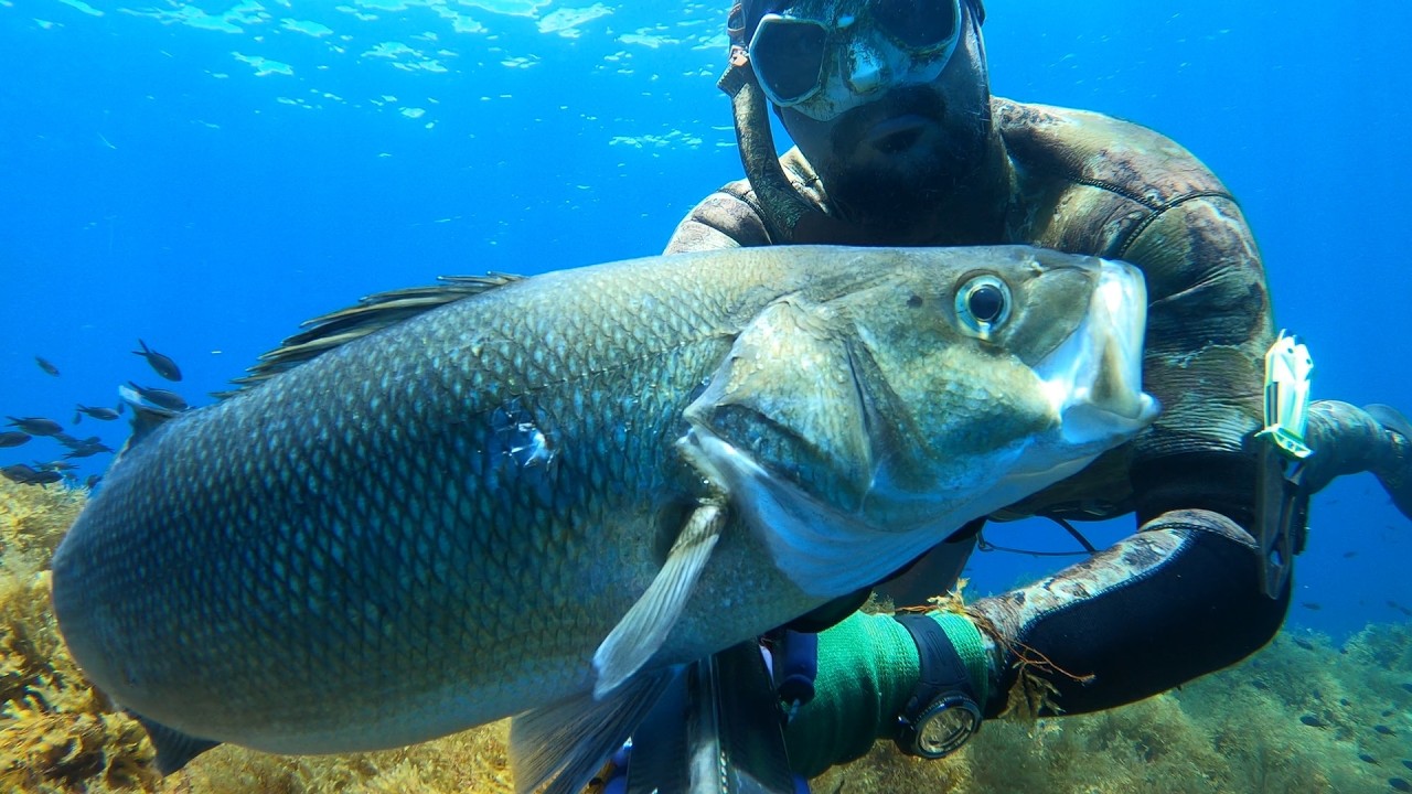 Best of 2024 - Spearfishing Malta