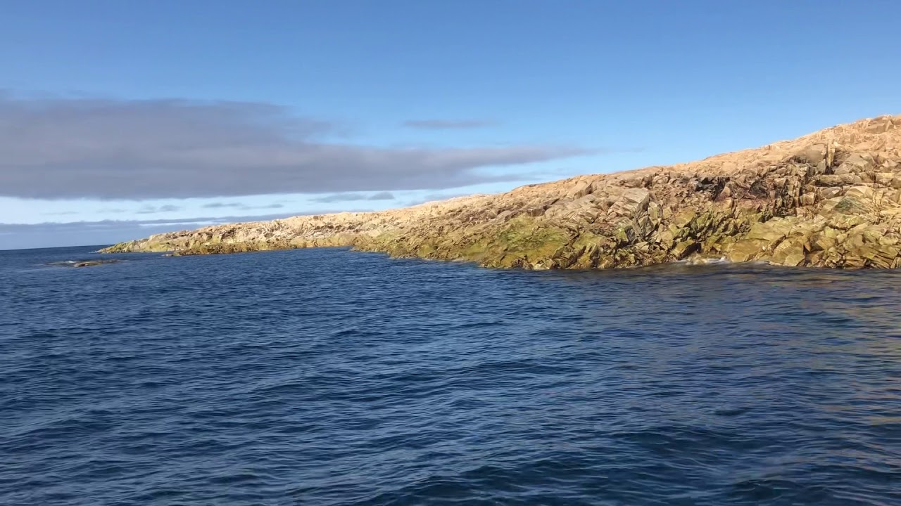 Beluga (marble island) Nunavut small beluga whale