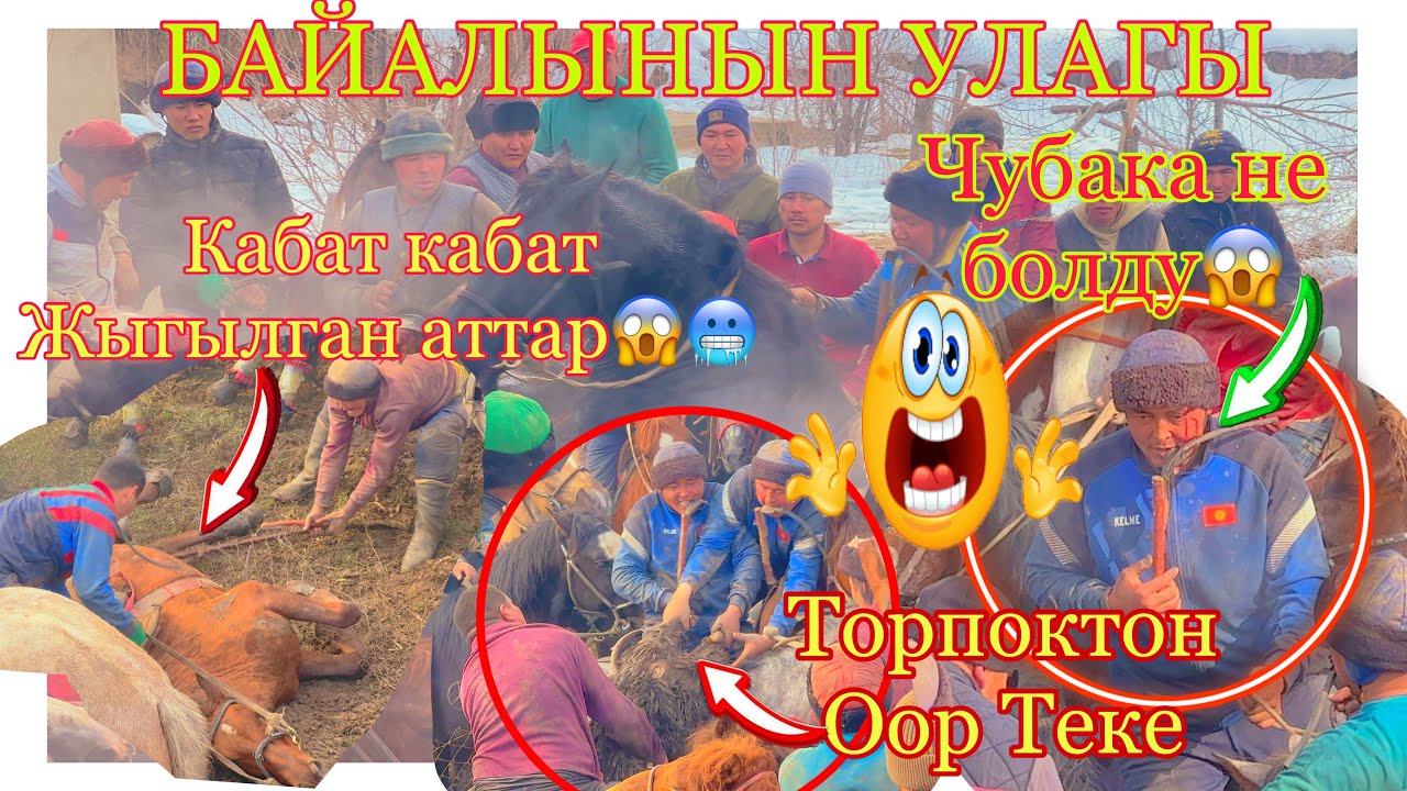 😱🥶Теке 70кг Аттар Кор Болду Лайк Басып кетебиз“БАЙАЛЫН УЛАГЫ “@BARPYKG