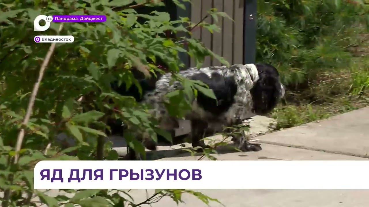 Массовая дератизация прошла во Владивостоке