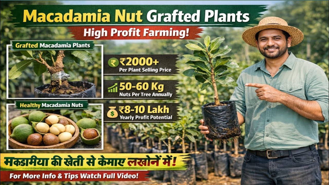 Macadamia Nut grafted plants Available supplier #macadamianut #macadamia #farming all India delivery
