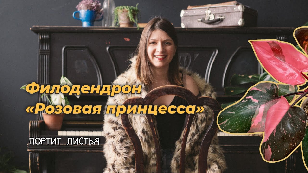 Филодендрон 