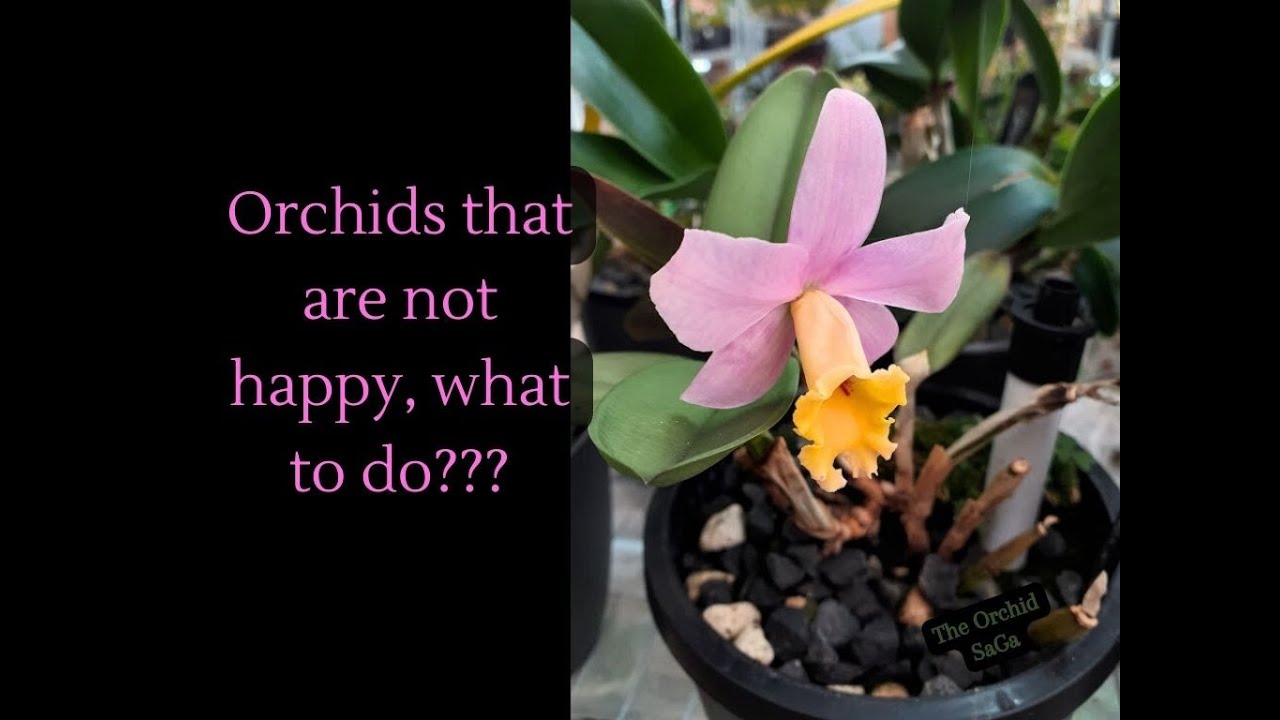 Orchids that are not happy, what to do?