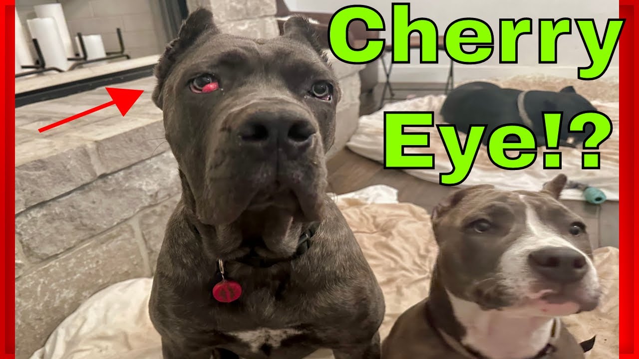 My CANE CORSO Puppy has CHERRY EYE!