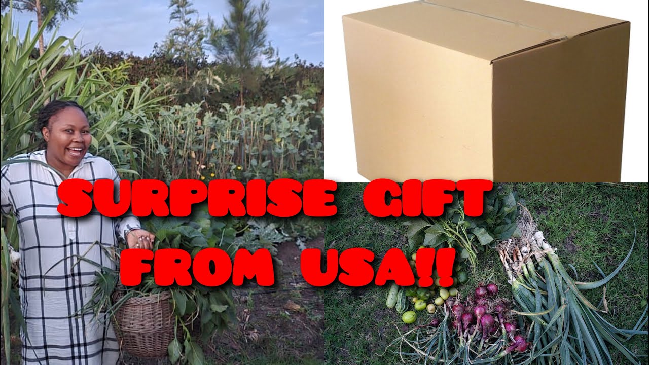 Unboxing a Special Gift From the USA & Harvesting Fresh Garden Produce!