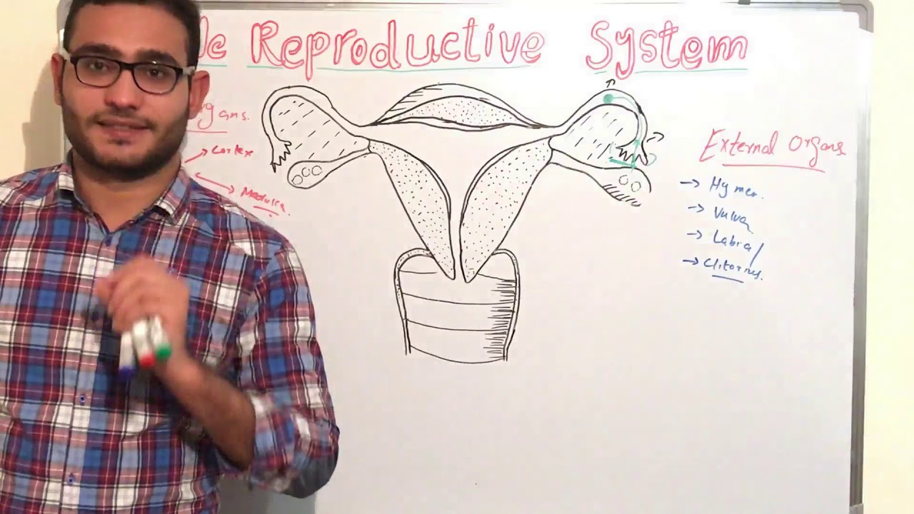 Anatomy & Physiology of Female Reproductive System | Dr.Zabiullah