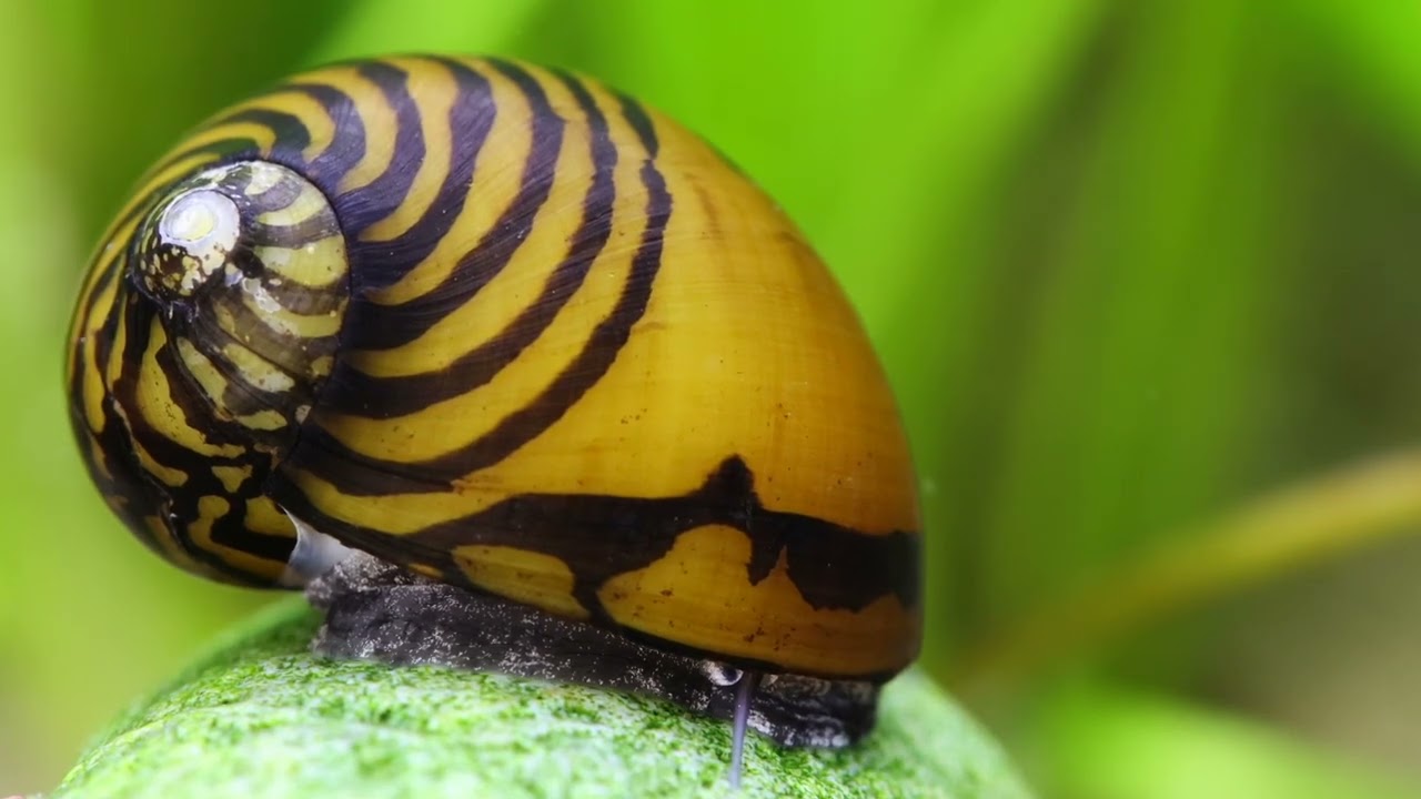 O-Ring Rennschnecke - Neritodryas javanica - Artenvorstellung