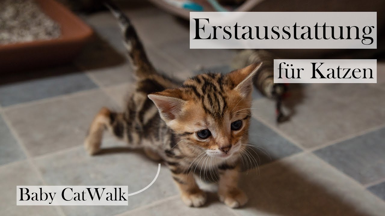 Erstausstattung für Katzen 🐱🏡 Checkliste und Tipps für die Grundausstattung | CatWalk & AmelyRose