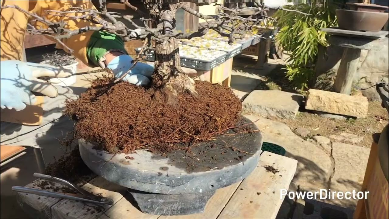 盆栽　赤実のズミの植替え