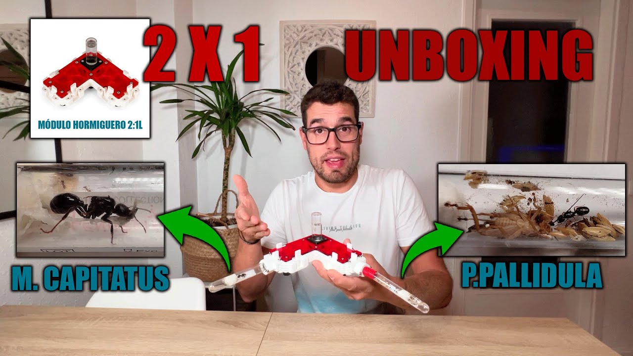 UNBOXING Y MONTAJE de HORMIGUERO DOBLE CON P.PALLIDULA Y LA HORMIGA LOCA