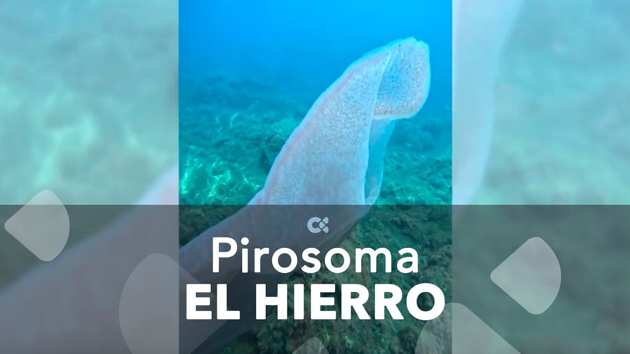 Aparece un pirosoma en los fondos marinos de El Hierro