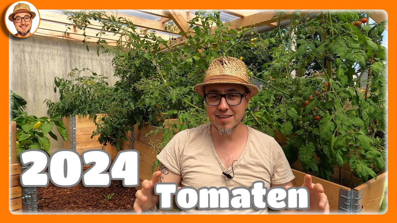 Tomaten 2024 🍅 Ihr habt gewählt und hier ist das Ergebnis Tomaten im Garten Tomaten Sorten anbauen