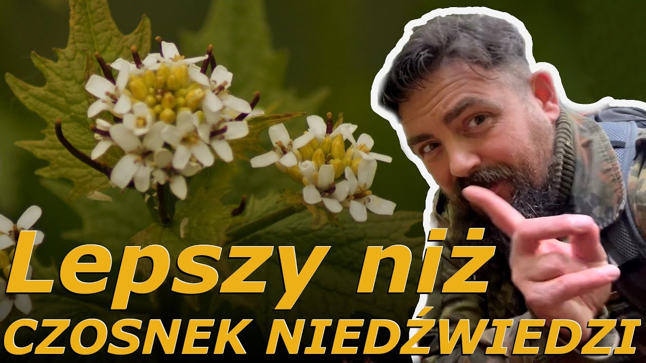 Alliaria petiolata - czosnaczek pospolity. Wygląd, występowanie...