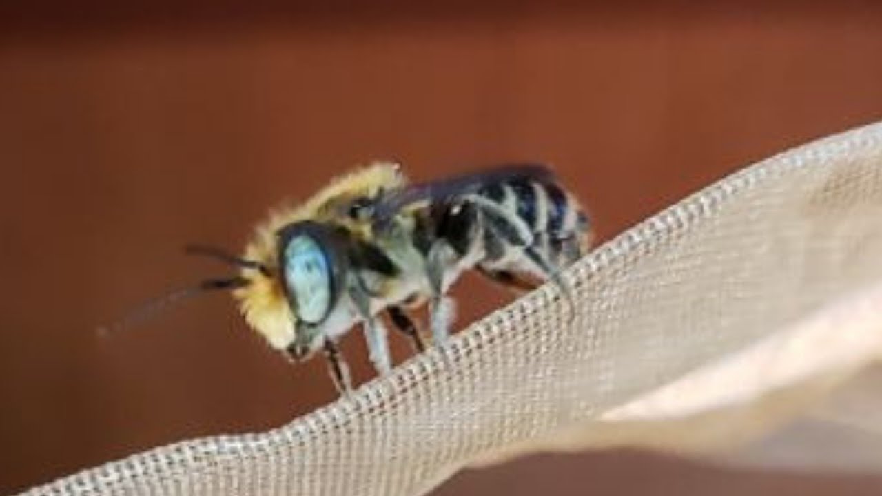 Raise Your Own Pollinators | Leafcutter Bees