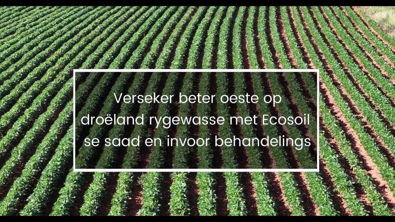 Verseker beter oeste op droëland rygewasse met Ecosoil se saad en invoor behandelings!