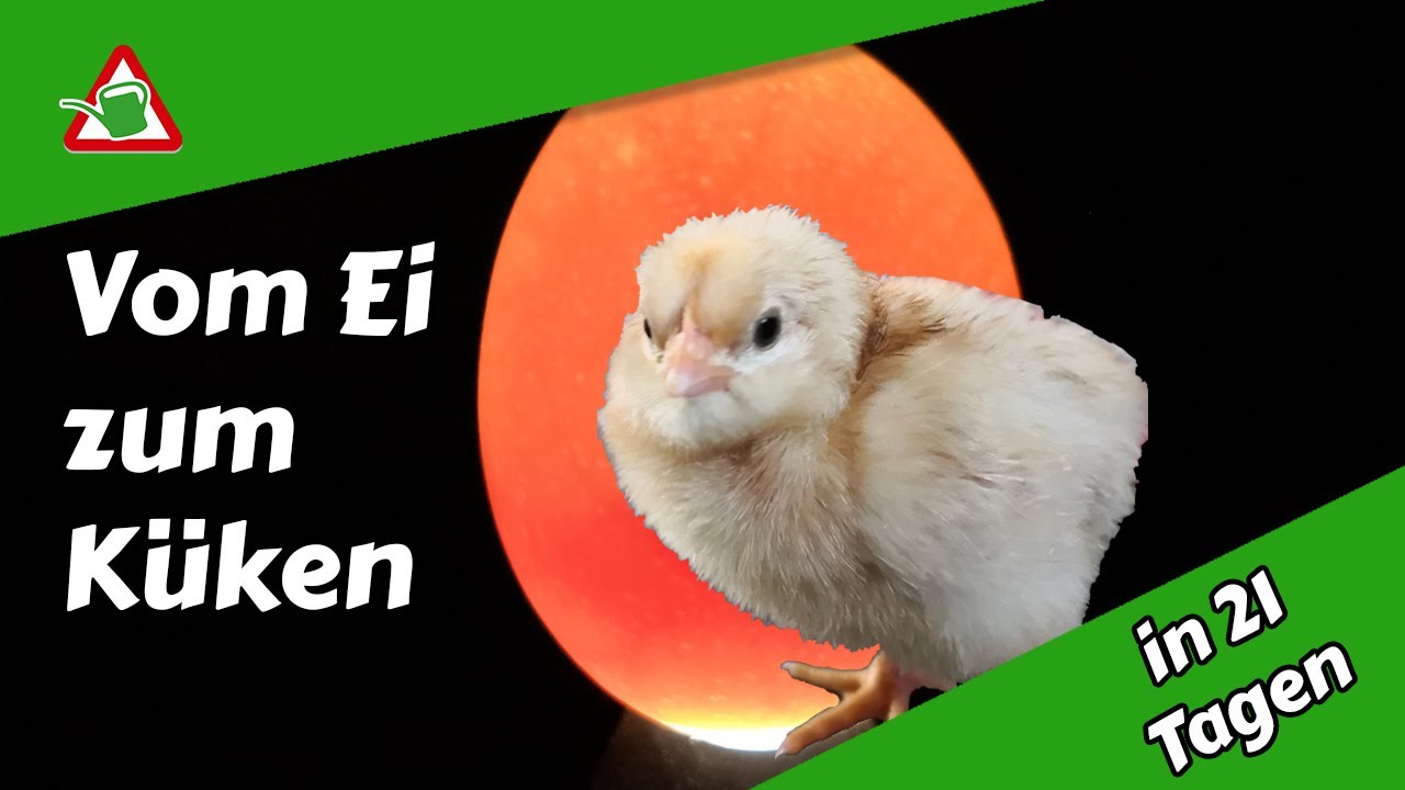 Brutmaschine | 3€ Stromverbrauch I Brinsea mini Advance | Inkubator | ausbrüten | vom Ei zum Küken