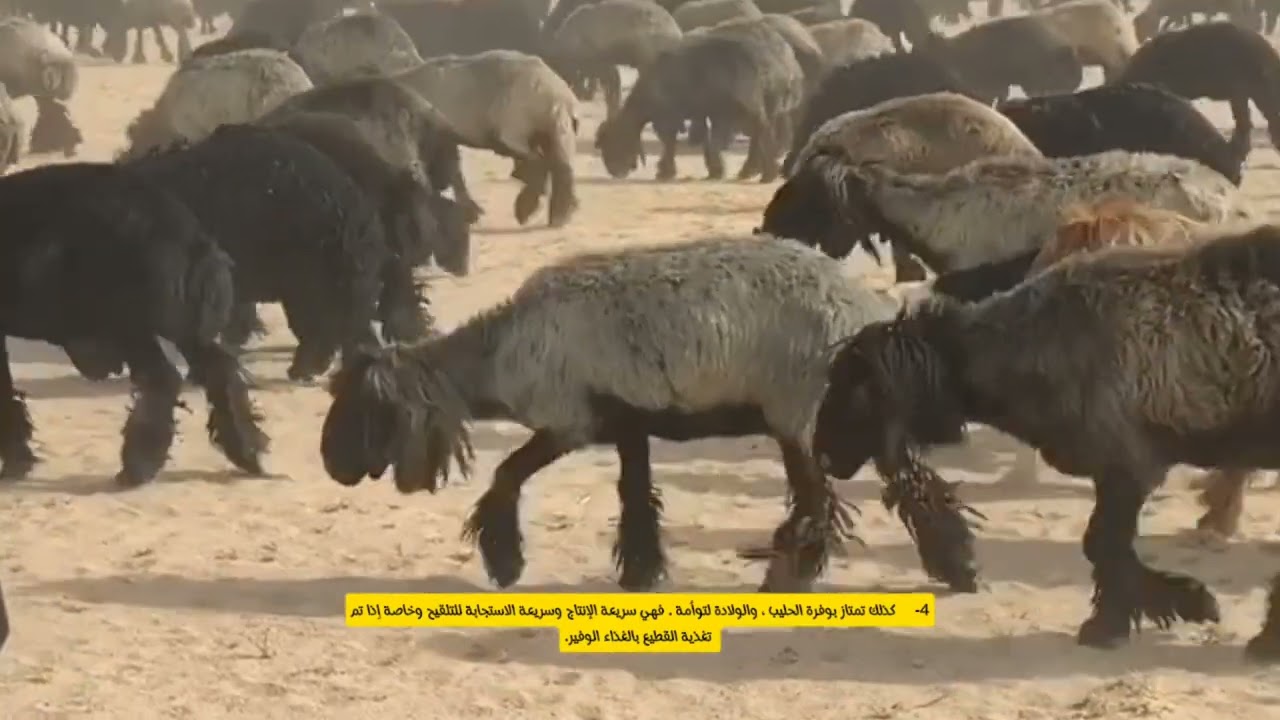 من أفضل سلالة أغنام عند البدو الغنم العرب