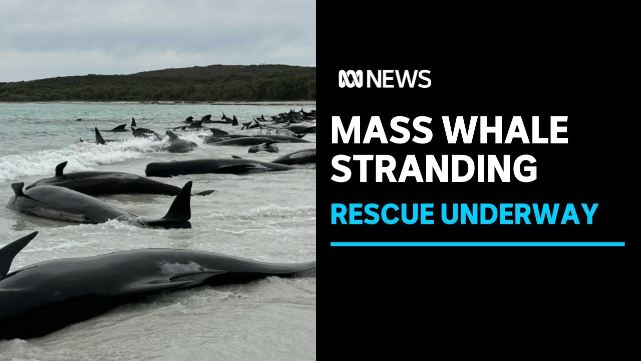 Mass pilot whale stranding in Western Australia | ABC News