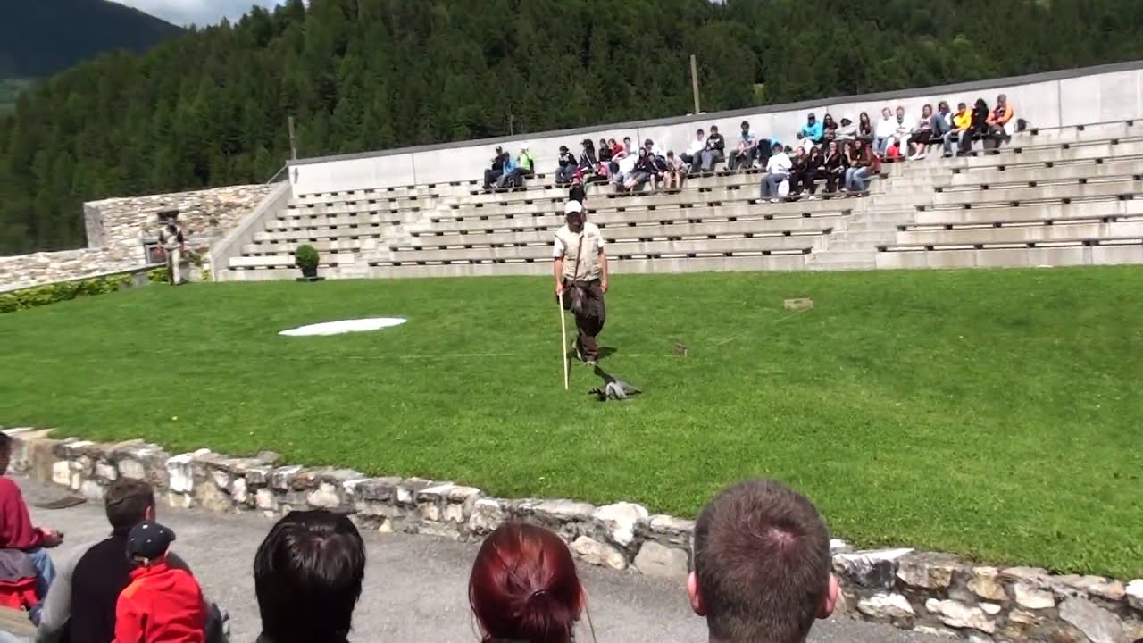 Adler Arena - Burg Landskron