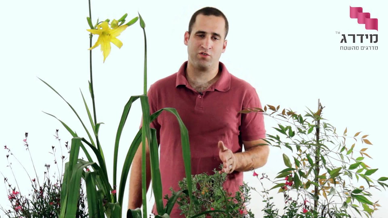 תכנון גינה - איך לבחור צמחים לגינה