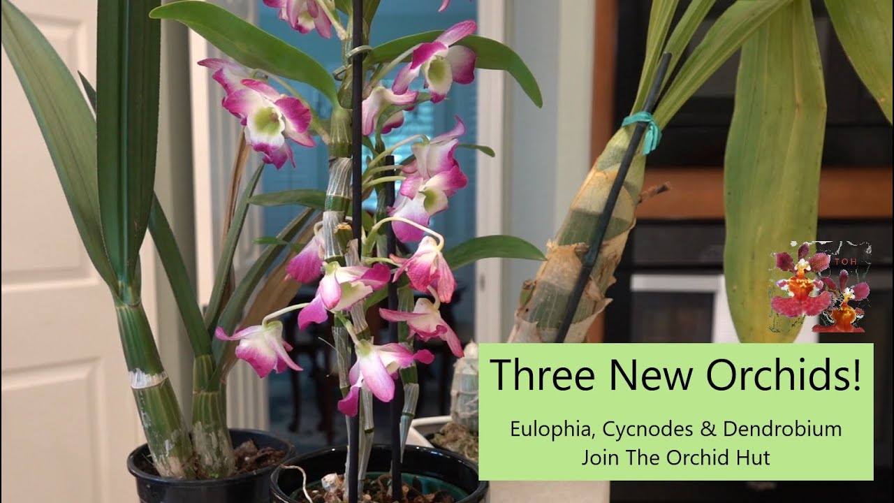 New Orchids and Care for The New Year! | Eulophia, Cycnodes & Dendrobium Join The Orchid Hut