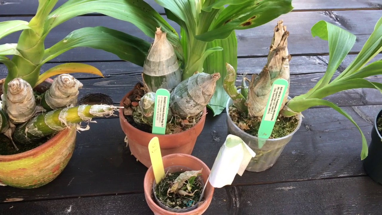 FernCrafts: Catasetum/ Clowesia  Repotting - Aug, 2017
