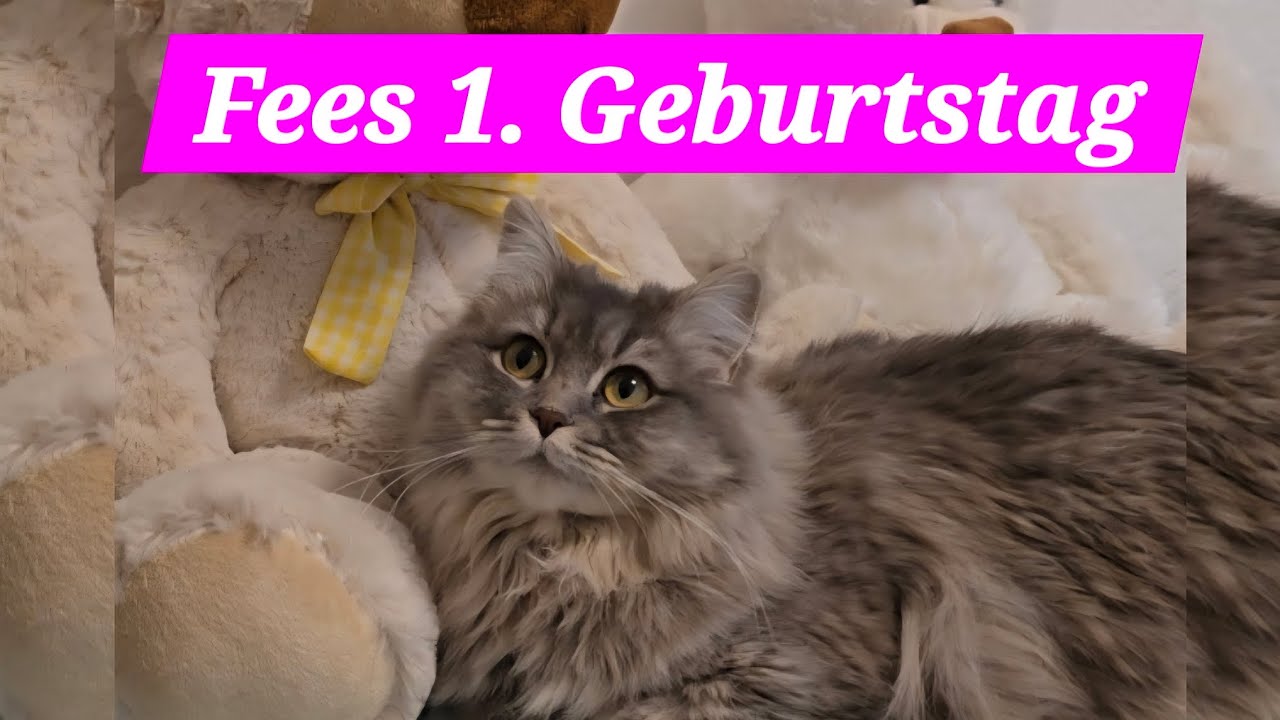 Ein musikalisches Geschenk für Fee: Zum 1. Geburtstag! ✨Meine süße Katze❤️