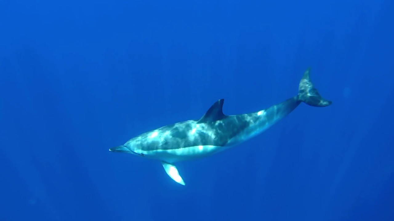 Schnorcheln mit Delfinen bei Madeira 2018