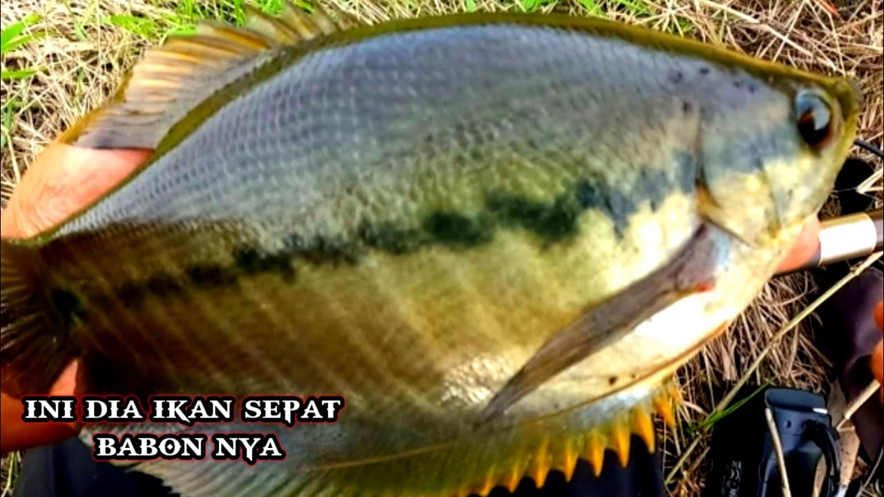 Kukira Ika sepat kecil yg makan!! ternyata ikan sepat babon, mancing di rawa kebun sawit