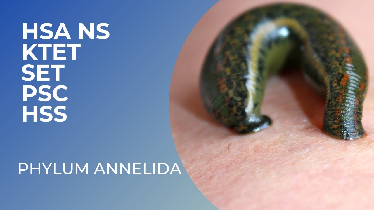 Phylum Annelida