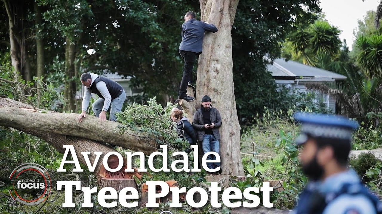 Dramatic scenes at Avondale tree protest | nzherald.co.nz