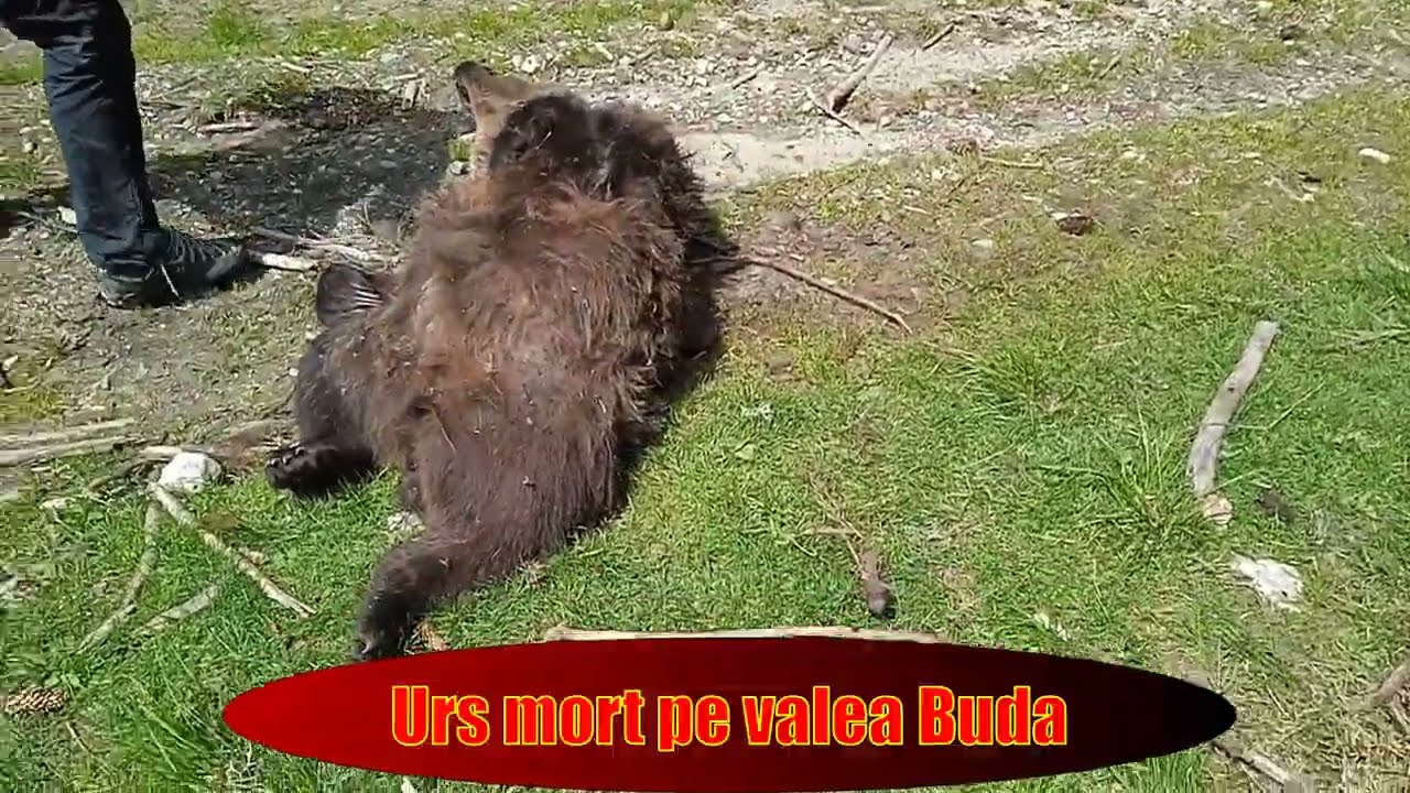 La cascadele de pe valea Buda (ursul mort) - munții Făgărașului, 1 mai 2024