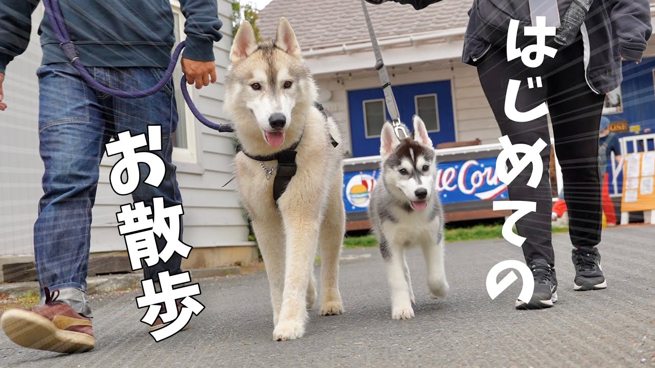 【子犬】兄ちゃんと散歩デビューした生後3ヶ月の弟が愛おしすぎたww【多頭飼いの現実】