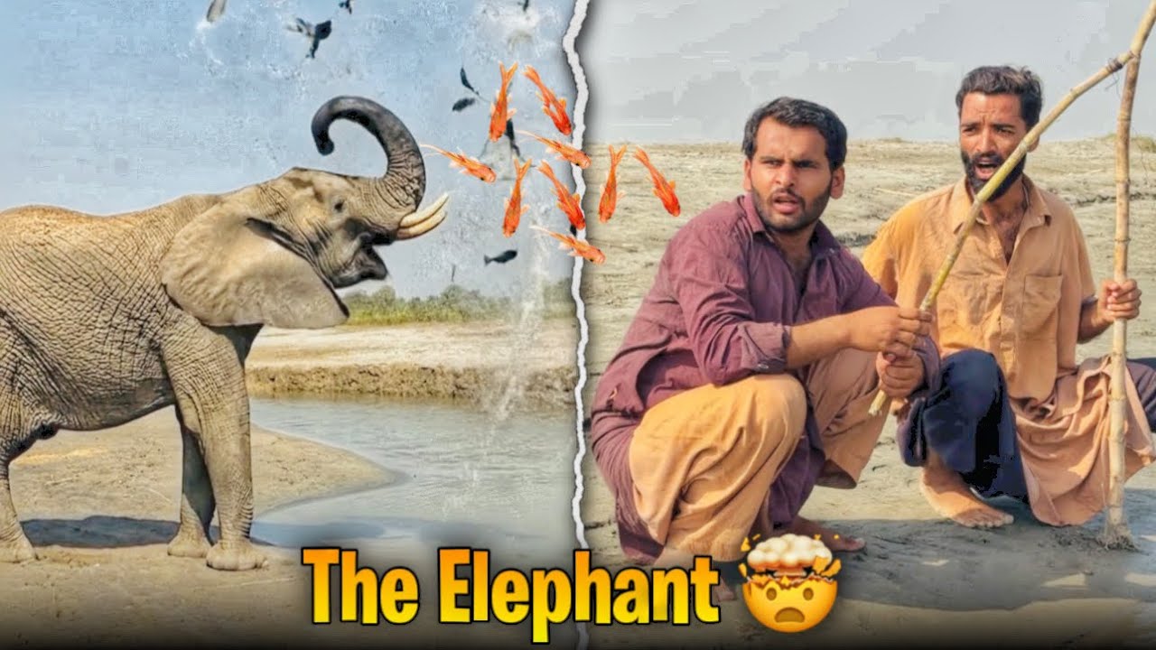 The Elephant 🤯 | Comedy Video | Crazy TV