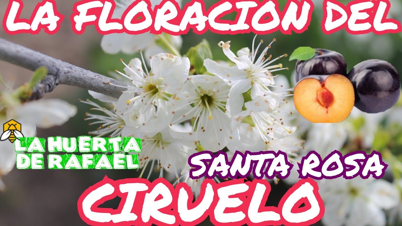 La floraci&oacute;n del ciruelo morado santa rosa|&bull;|(Prunus dom&eacute;stica ros&aacute;ceae)|&bull;|7MaTemporada