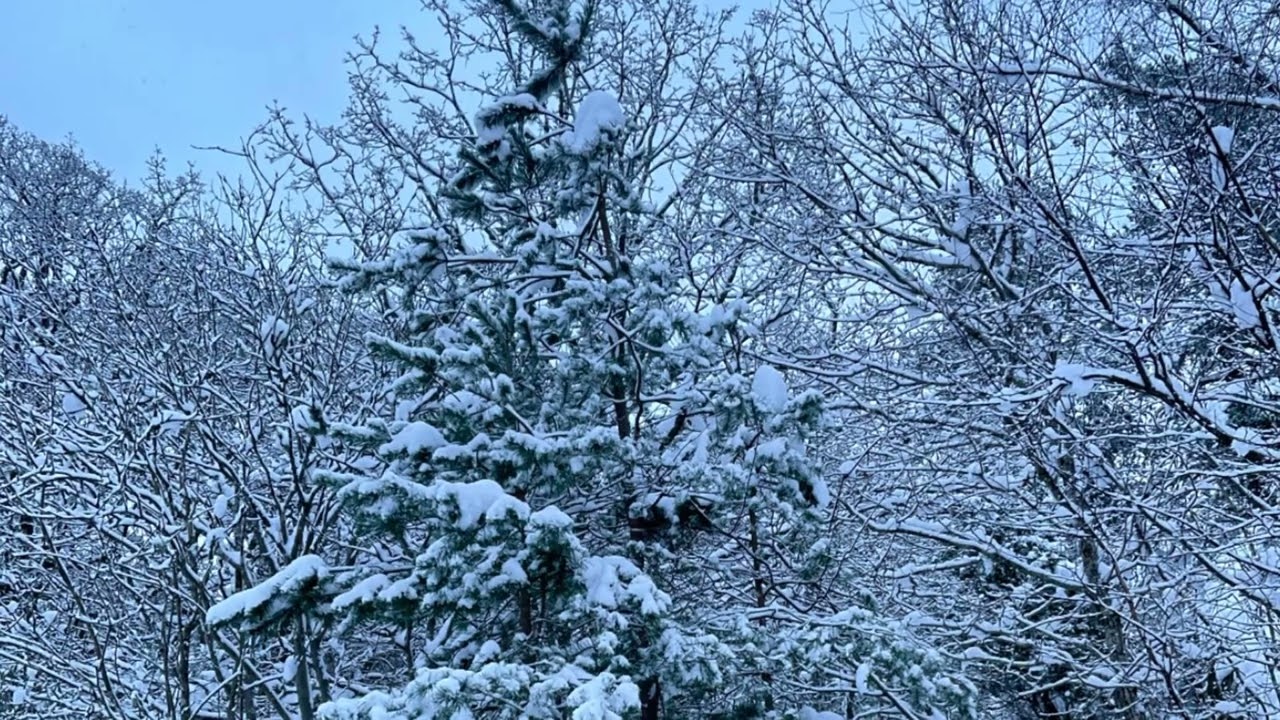 Peaceful Nature & Calm Sounds for Sleep and Rest🌿