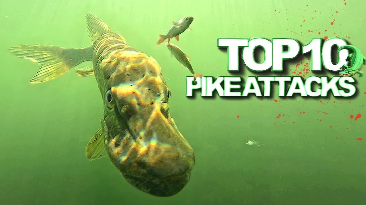 Топ-10 подводных атак щуки ! Лучшие моменты рыбалки 2024 года в качестве 4K | Underwater World