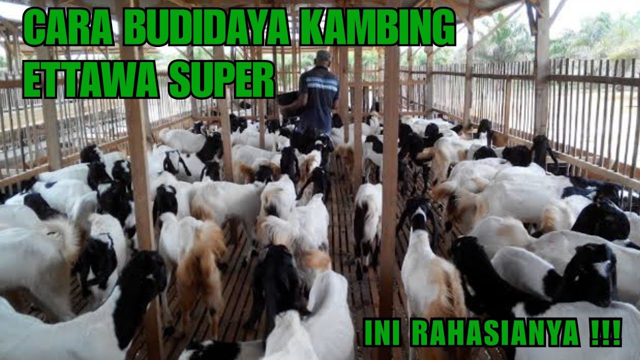 CARA AGAR SUKSES BETERNAK KAMBING ETAWA SUPER BAGI PEMULA || CARA BUDIDAYA KAMBING ETAWA
