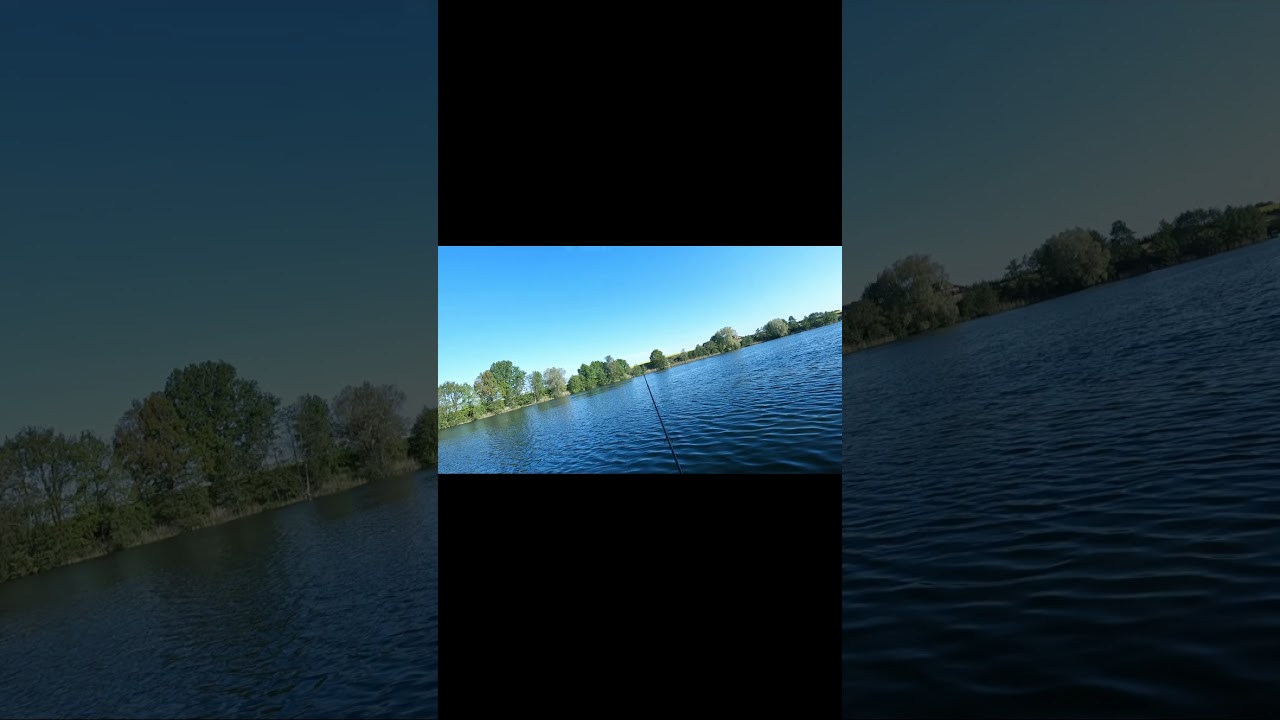 Amazing Carp Run! 