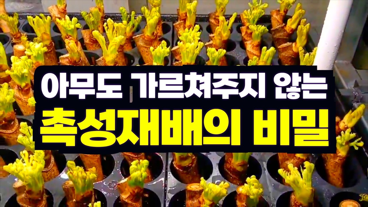 아무도 가르쳐주지 않는 촉성재배의 비밀