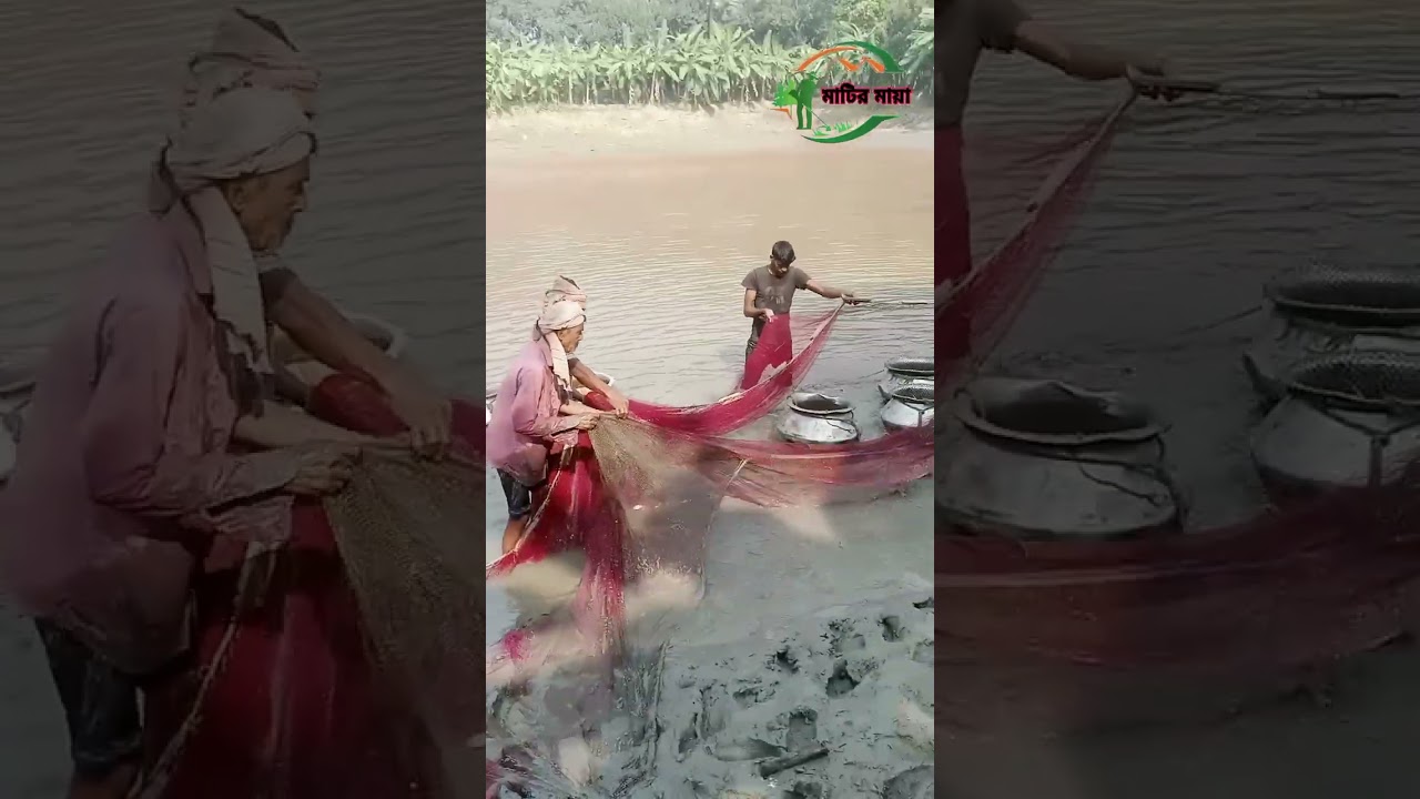পুকুরের পানি সেচা চলছে অন্যদিকে মাছ ধরার কাজ একসাথে চলছে এবং ওই মাছ বাজার জাত করা হচ্ছে