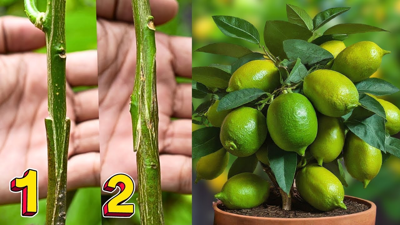 Whip and Tongue Grafting on a Lemon Tree! Grafting technique of lemon tree for beginners