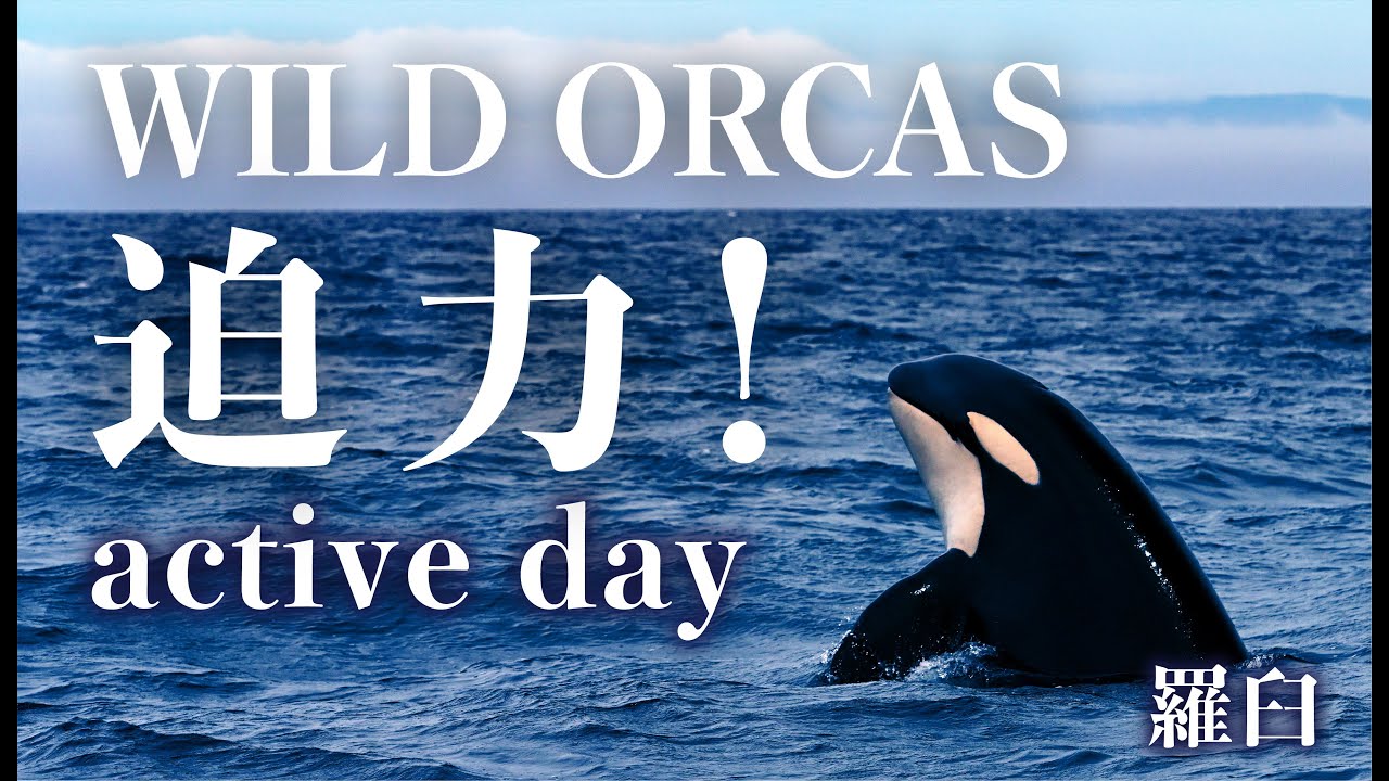 【野生のシャチ】 迫力! アクティブデー 羅臼【WILD ORCAS】Powerful! active day Rausu