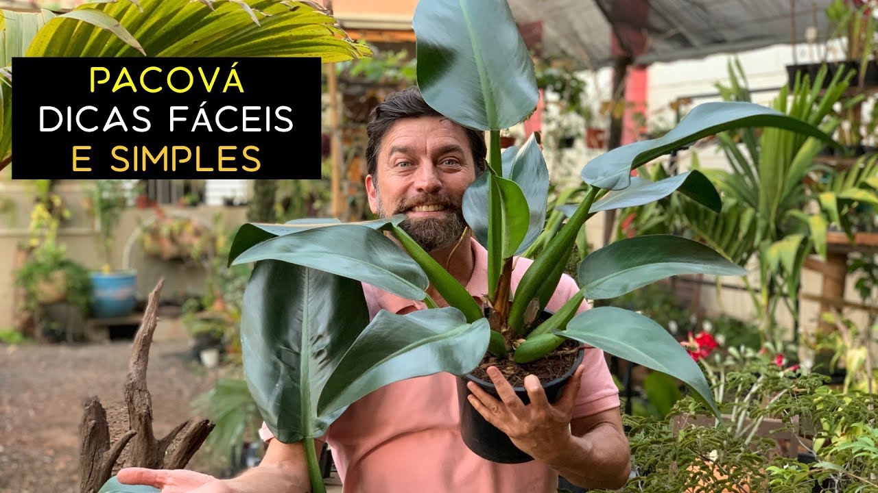 Pacov&aacute;  Dicas F&aacute;ceis e Simples