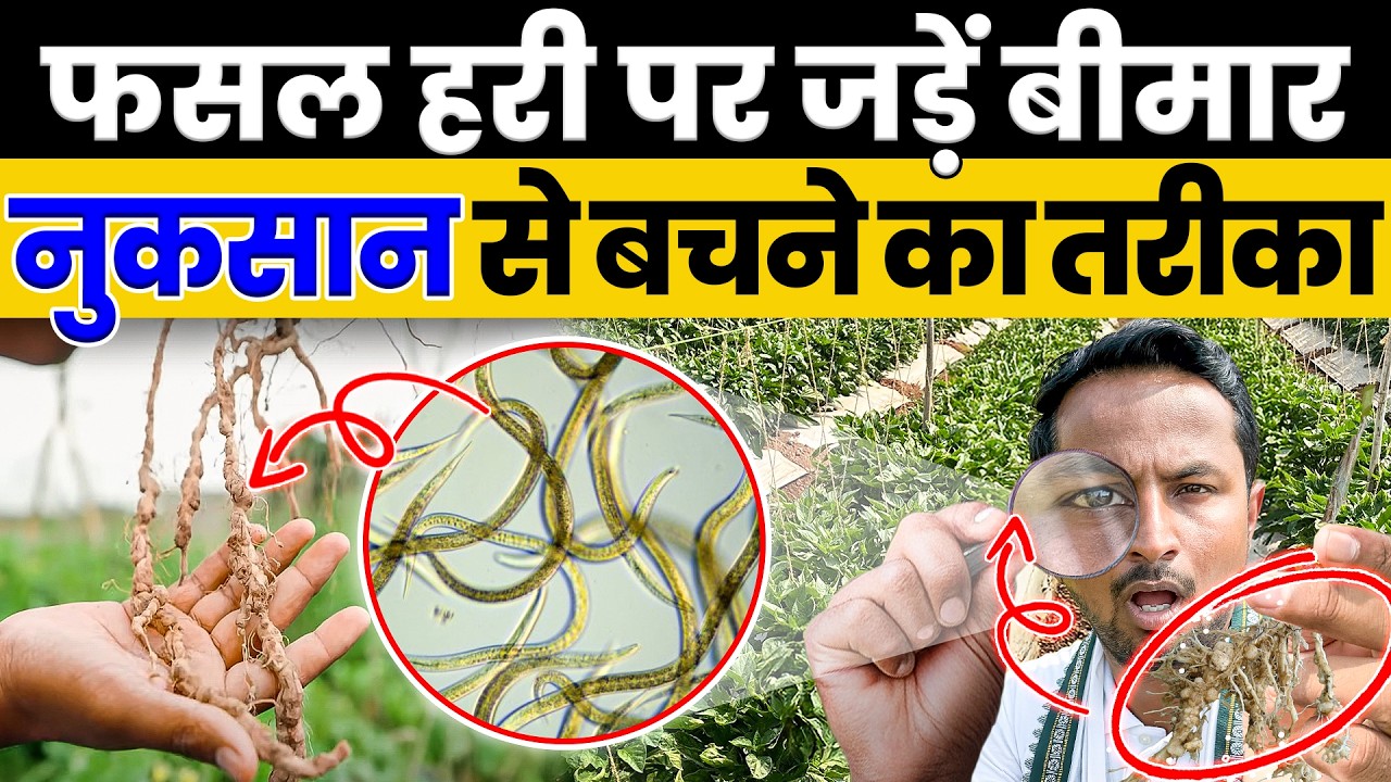 PROFIT घटने की असली वजह 💸 Nematode कर रहा है नुकसान 😳Nematode Control | Indian Farmer