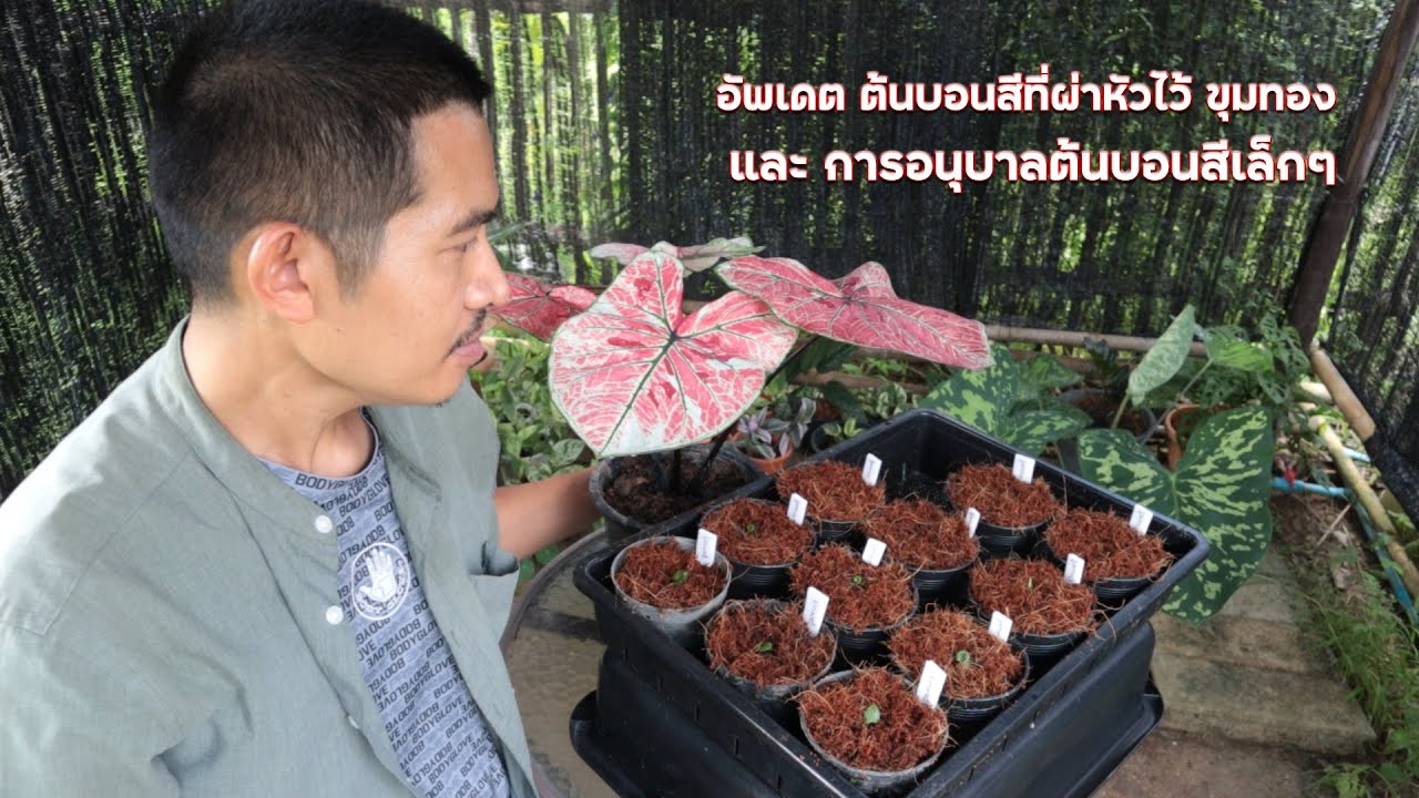 อัพเดต ต้นบอนสีที่ผ่าหัวไว้ ขุมทอง และ การอนุบาลต้นบอนสีเล็กๆ