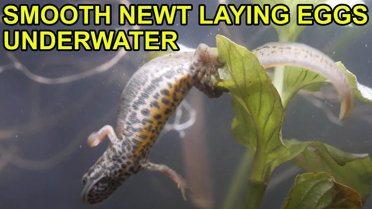 Smooth newt laying eggs