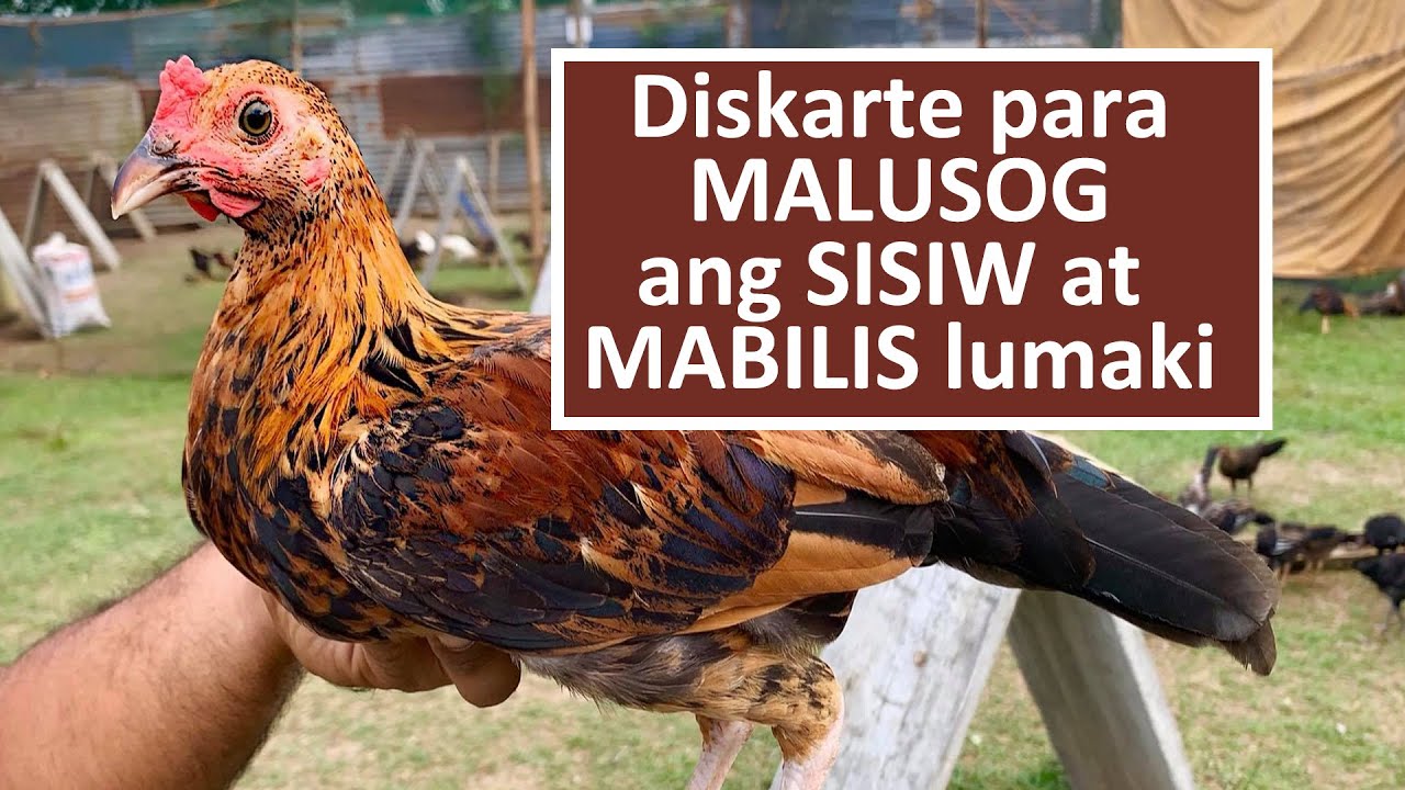 Usapang Sisiw