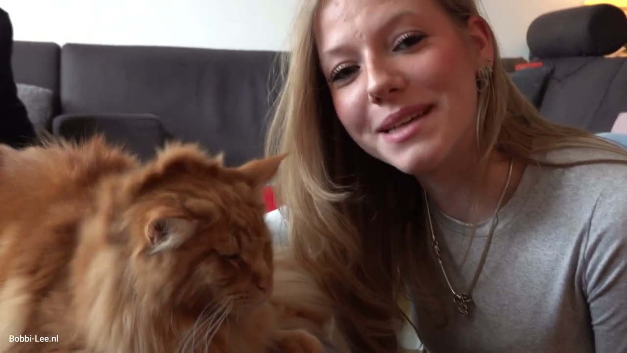 MaineCoon Poes Zoey is bevallen. Ze heeft 8 KITTENS gekregen. Maar wel 6 DAGEN TE VROEG!  HELP #3997